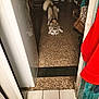 Uka a rejoint le concours — aidez-le/la à gagner de superbes lots ! animal, appliance, cabinet, coat, crouching, dog, doorway, floor, fur, hallway, household, husky, indoor, kitchen, pet, playful, reflection, tail, terrazzo, tile