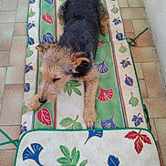 Loulou participe au concours pour gagner de l'argent avec cette photo : dog, scruffy, mat, floral_pattern, green, red, blue, beige, tiled_floor, outdoor, pet, fur, relaxed, lying_down, canine, animal, paw, tail, nose, ears