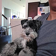 Marvin Gene is registered to the contest to win money with this photo: animal, background, black, companion, couch, cozy, cute, dog, fur, furniture, gray, gray_shirt, home, indoor, kitchen, living_room, person_partial, pet, relaxed, white