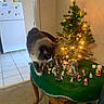 cat, christmas_tree, holiday_decorations, table, indoor, refrigerator, figurines, green_cloth, carpet, lights, decor, festive, small_tree, animal, household, wooden_table, living_room, holiday, furniture, pet