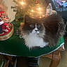 cat, table, christmas_tree, holiday_decor, green_tablecloth, stuffed_animals, pig_figures, water_bottle, chair, indoor, furniture, decorations, festive, fluffy_cat, black_and_white, blurred, cozy, living_room, lights, holiday