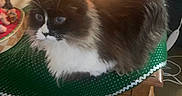 Kitie Marie is registered to the contest to win money with this photo: cat, fluffy, black_and_white, christmas_tree, christmas_lights, table, green_tree_skirt, water_bottle, mug, living_room, carpet, holiday, decorations, furniture, cozy, indoor, pet, animal, relaxing, soft_lighting