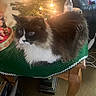 cat, fluffy, black_and_white, christmas_tree, christmas_lights, table, green_tree_skirt, water_bottle, mug, living_room, carpet, holiday, decorations, furniture, cozy, indoor, pet, animal, relaxing, soft_lighting