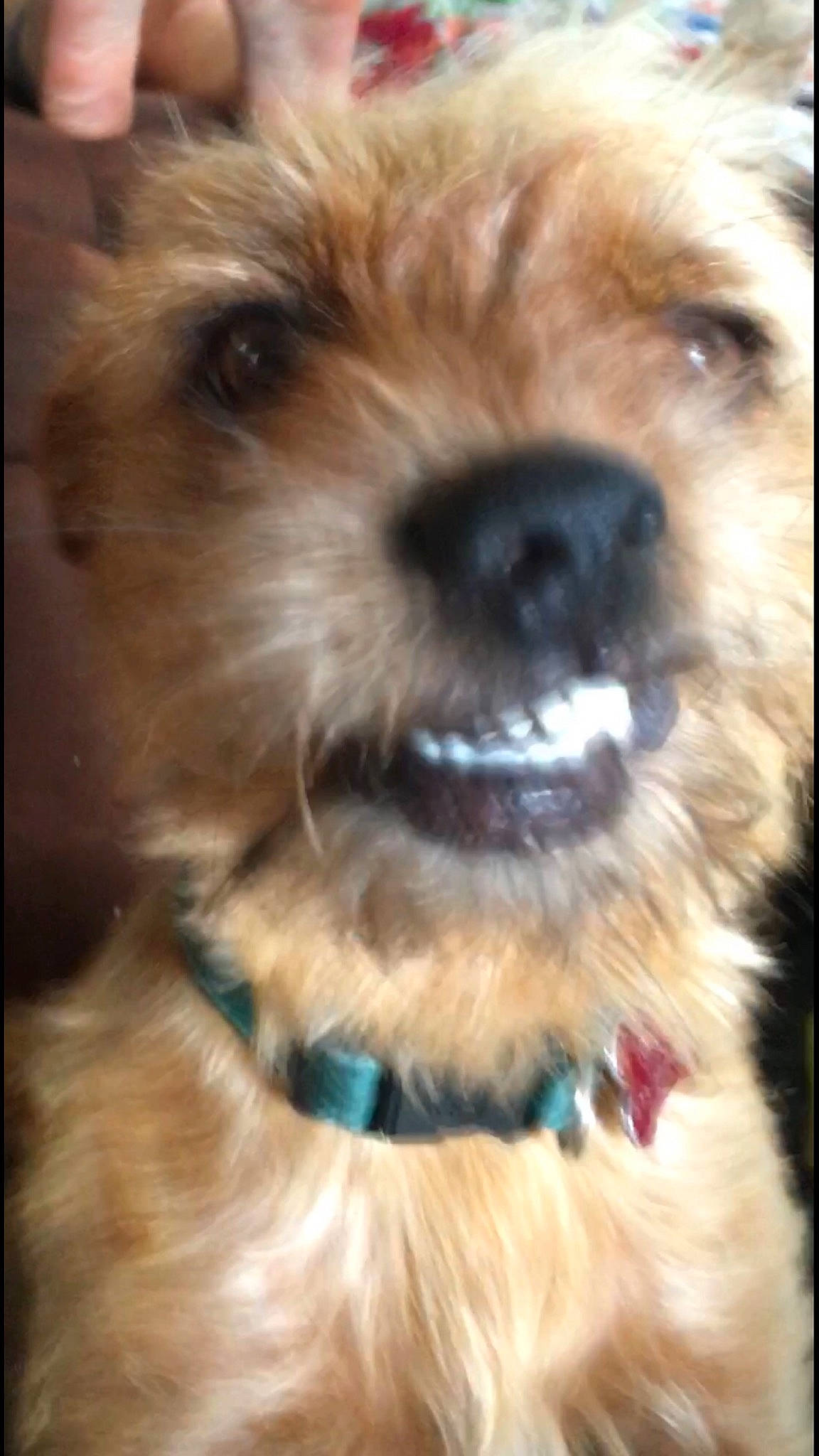 Orbs is registered to the contest to win money with this photo: carnivore, collar, companion_dog, dog, dog_breed, dog_collar, dog_supply, fawn, firefighter, fur, liver, puppy_love, small_terrier, snout, sporting_group, terrier, toy, toy_dog, whiskers, working_animal