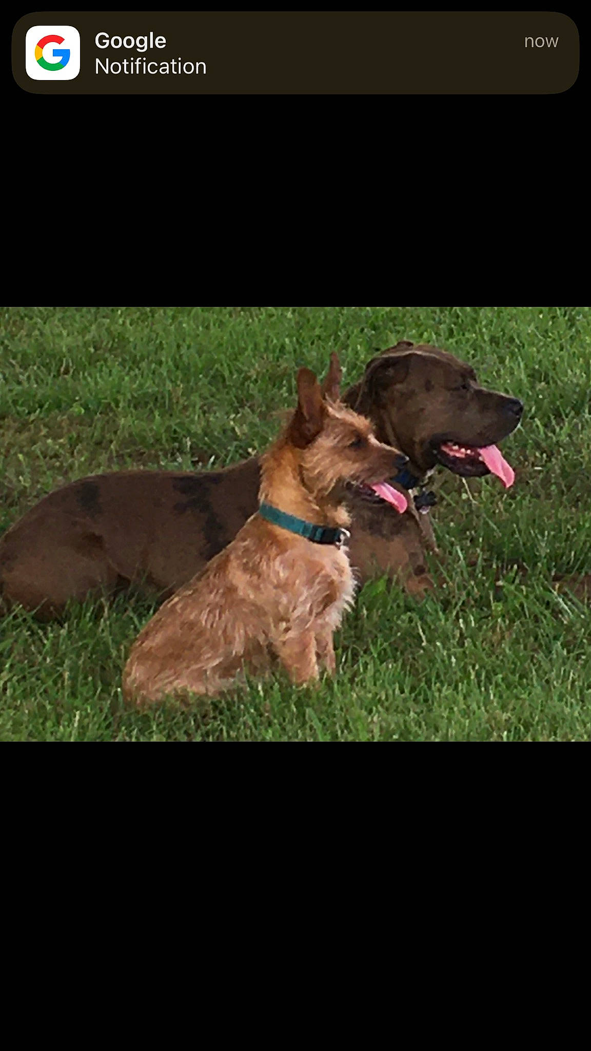 Orbs joined the competition — help win amazing prizes! brown, carnivore, collar, companion_dog, dog, dog_breed, dog_collar, fur, grass, gun_dog, hunting_dog, liver, non_sporting_group, plant, sporting_group, tail, toy_dog, vertebrate, working_animal, working_terrier