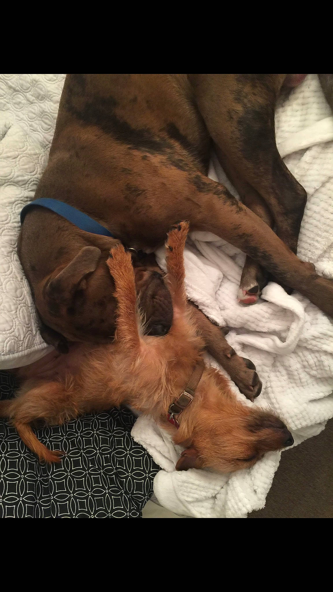 Orbs is registered to the contest to win money with this photo: bed, canidae, carnivore, comfort, companion_dog, dog, dog_breed, ear, fawn, foot, fur, linens, liver, nap, paw, snout, sporting_group, tail, wood, working_animal