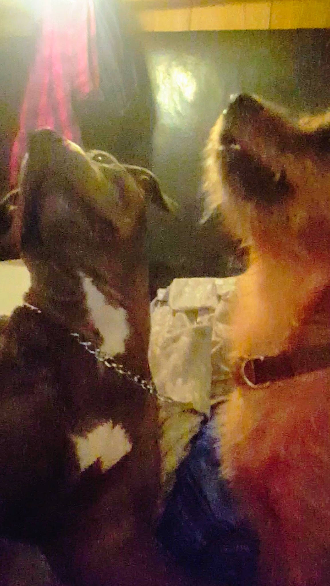 Orbs is registered to the contest to win money with this photo: canidae, carnivore, cloud, companion_dog, dog, dog_breed, eyewear, fawn, fur, happy, love, paw, pomeranian, selfie, snout, sporting_group, toy_dog, visual_arts, whiskers, working_animal