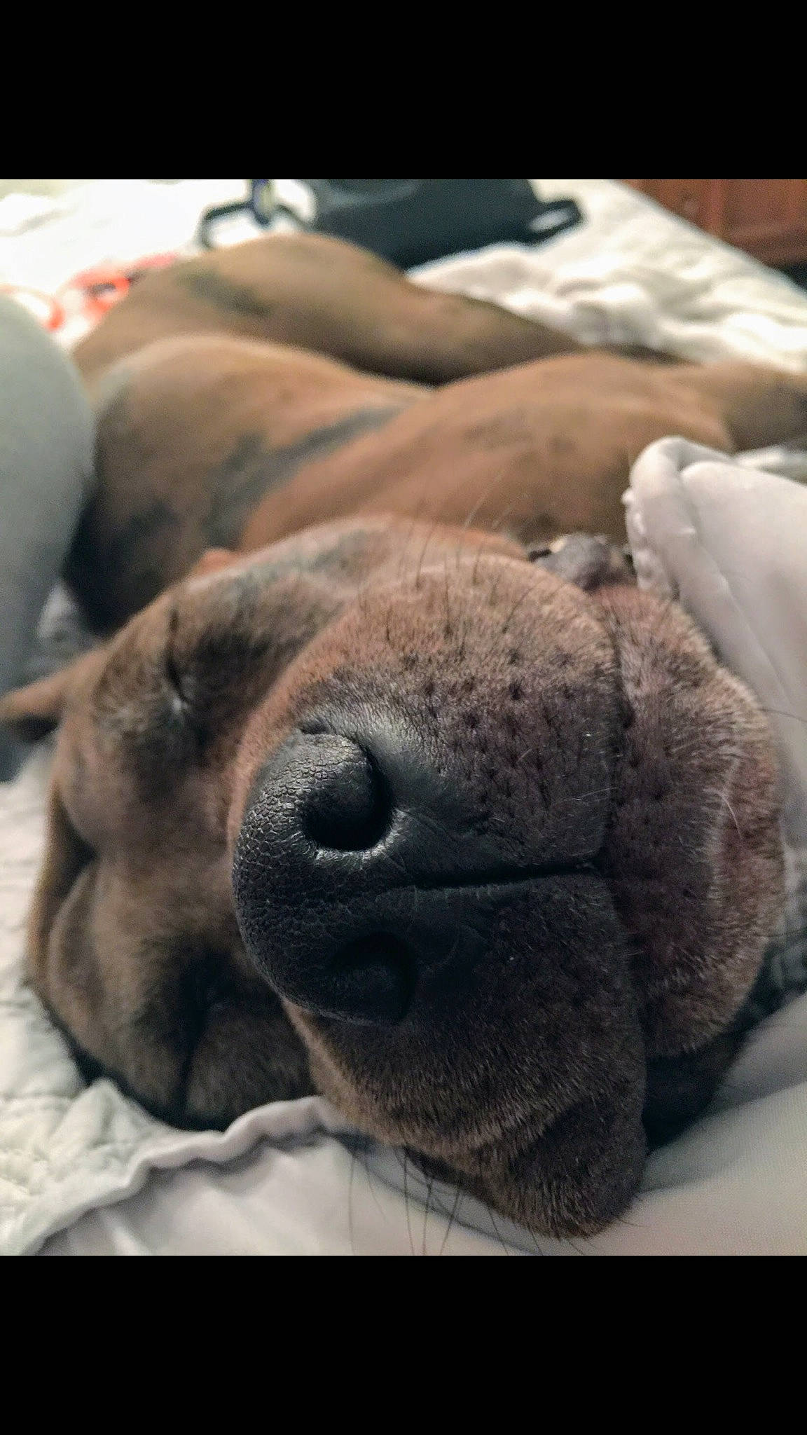 Pepper Ron Cheeny joined the competition — help win amazing prizes! canidae, carnivore, comfort, companion_dog, dog, dog_breed, fawn, fur, grey, linens, mammal, plush, snout, sporting_group, stuffed_toy, terrestrial_animal, toy, whiskers, working_animal, wrinkle