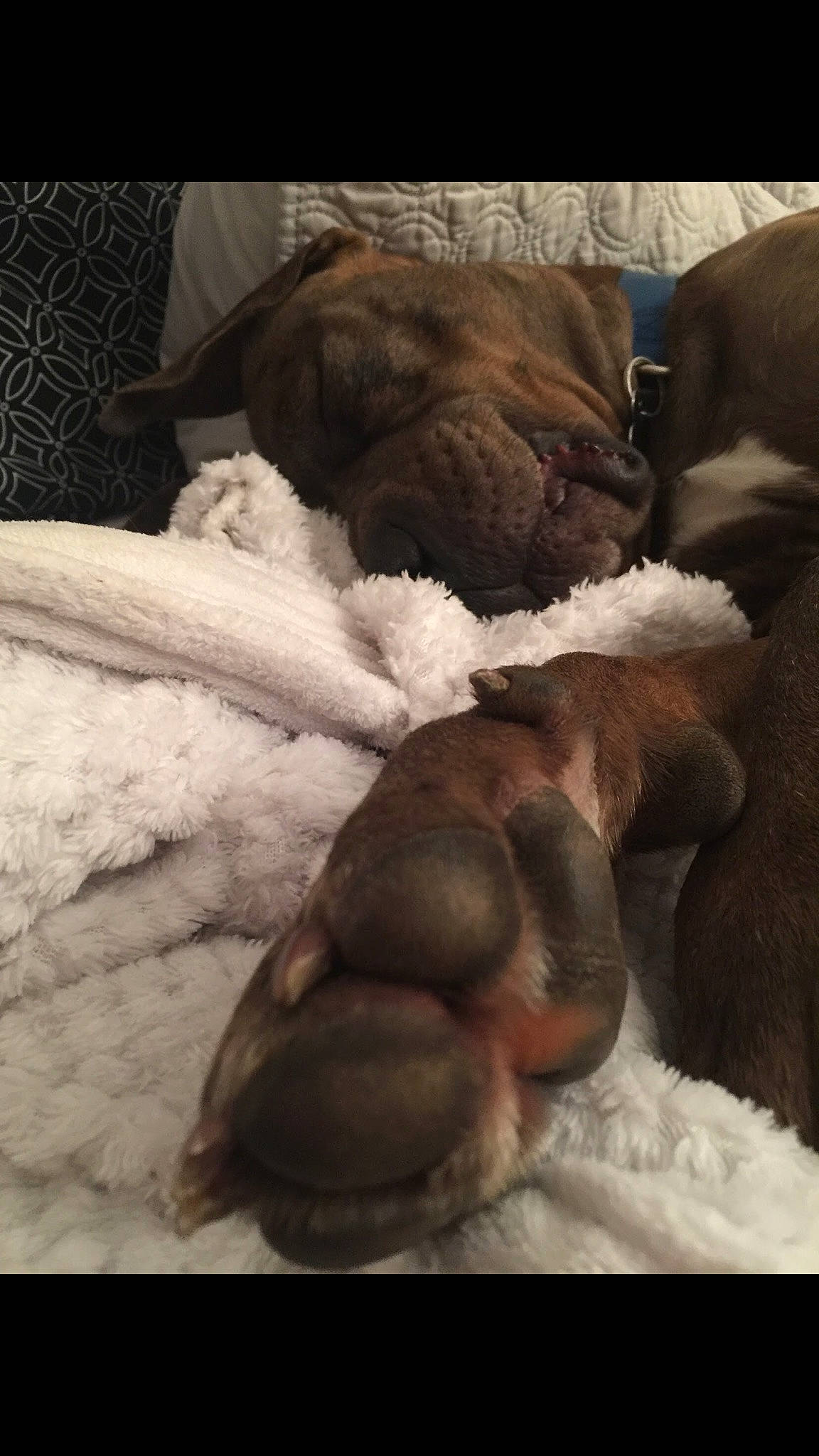 Pepper Ron Cheeny is registered to the contest to win money with this photo: art, canidae, carnivore, comfort, companion_dog, dog_breed, fawn, foot, fur, human_leg, linens, liver, livestock, paw, snout, sporting_group, tail, terrestrial_animal, whiskers, working_animal