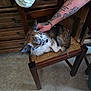 dog, small_dog, chair, wooden_furniture, tattooed_arm, petting, indoor, floor, woven_seat, furry, relaxed, animal, companion, domestic, hand, resting, calm, brown, white, ear
