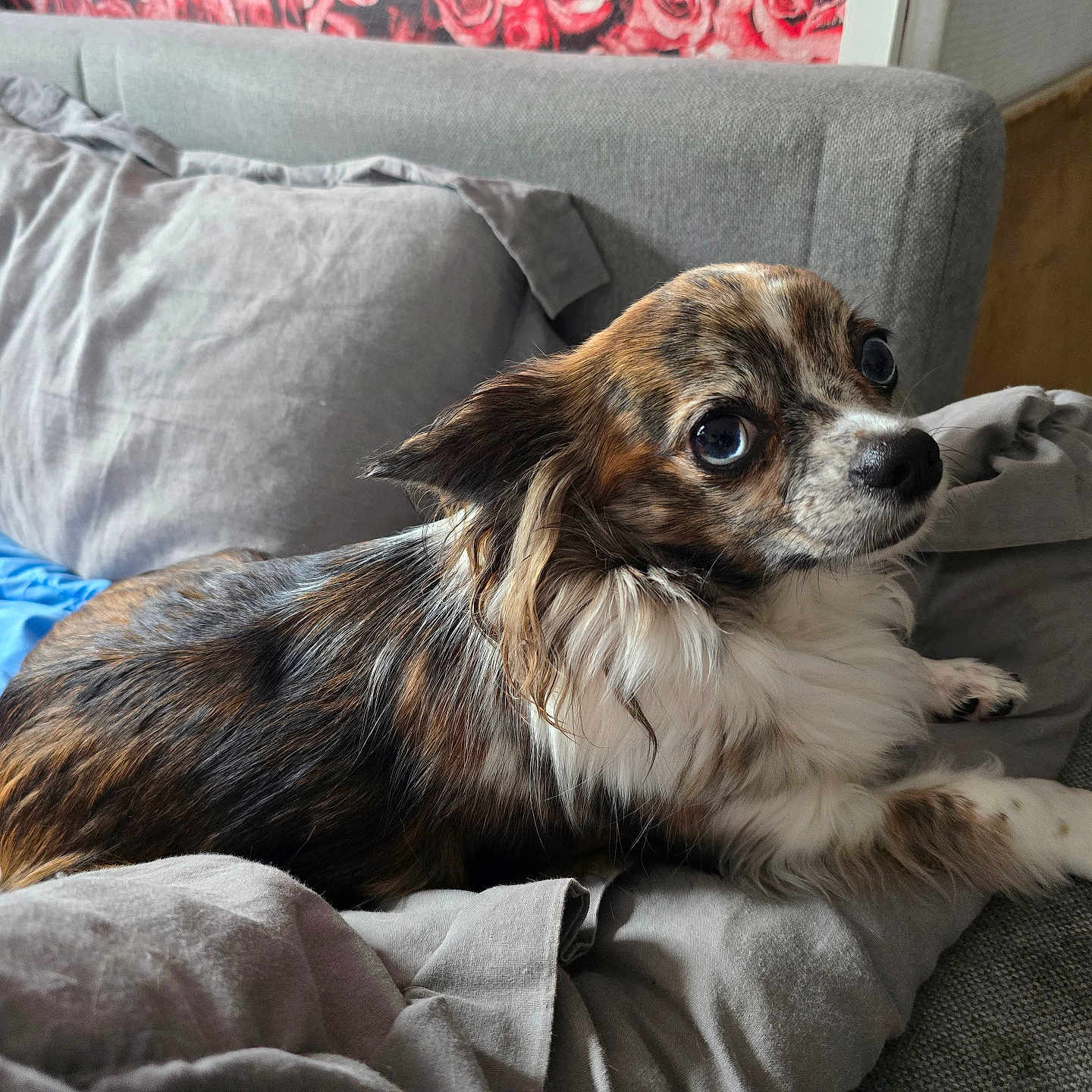 Lola