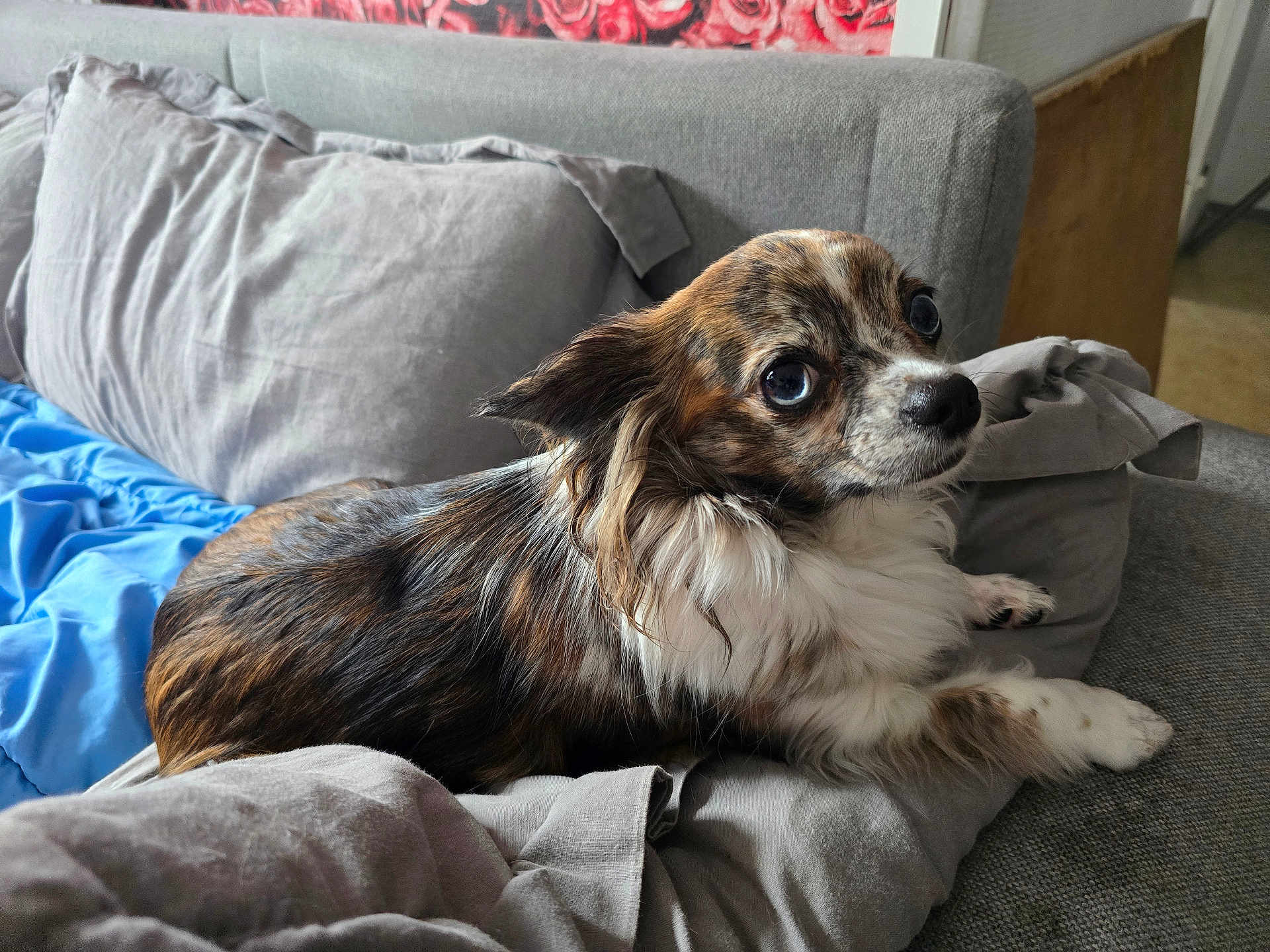 Lola a rejoint le concours — aidez-le/la à gagner de superbes lots ! dog, small_dog, long_hair, brown, white, black, couch, pillow, blanket, indoor, pet, animal, fur, looking_up, resting, cozy, living_room, cute, companion, relaxed