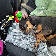 Alexandre participe au concours pour gagner de l'argent avec cette photo : blanket, car_interior, closed_eyes, cozy, cute, dog, domestic_animal, ear, fur, indoor, paw, pet, relaxation, resting, seat, sleeping, small_dog, toy, travel, water_bottle
