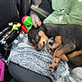 blanket, car_interior, closed_eyes, cozy, cute, dog, domestic_animal, ear, fur, indoor, paw, pet, relaxation, resting, seat, sleeping, small_dog, toy, travel, water_bottle