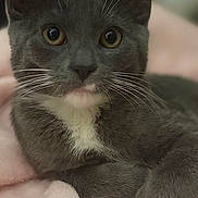 Chiquita is registered to the contest to win money with this photo: big_eyes, blanket, cat, close_up, cute, ears, fur, gaze, gray_cat, indoor, kitten, nose, paws, pet, portrait, relaxed, soft_texture, whiskers, white_marking, young