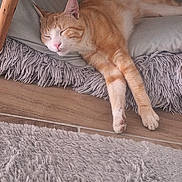 Cookie a rejoint le concours — aidez-le/la à gagner de superbes lots ! cat, orange_tabby, sleeping, cushion, gray_rug, wooden_table, paws, indoor, cozy, relaxed, fur, whiskers, pet, home_interior, floor, resting, feline, quiet, peaceful, comfort