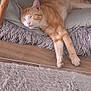 cat, orange_tabby, sleeping, cushion, gray_rug, wooden_table, paws, indoor, cozy, relaxed, fur, whiskers, pet, home_interior, floor, resting, feline, quiet, peaceful, comfort