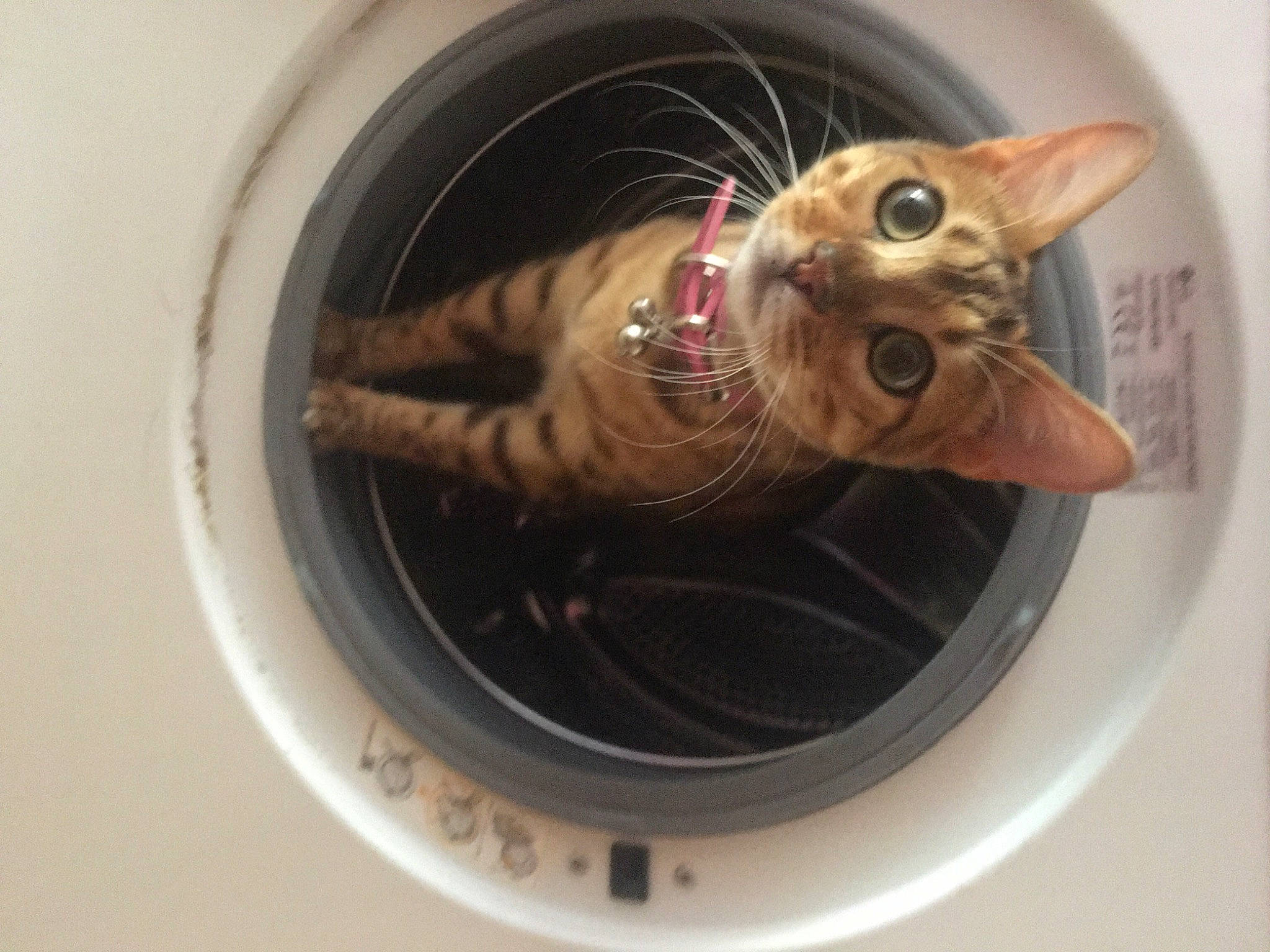 Lily Rose participe au concours pour gagner de l'argent avec cette photo : auto_part, automotive_tire, automotive_wheel_system, brown, carnivore, cat, cat_supply, circle, clothes_dryer, domestic_short_haired_cat, felidae, fur, mammal, metal, pet_supply, rim, small_to_medium_sized_cats, snout, washing_machine, whiskers