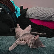 Roni Zeroni joined the competition — help win amazing prizes! cat, sleeping, gray_cat, towel, blanket, clothes, indoor, relaxing, pet, cozy, fur, resting, pile, fabric, soft, cute, animal, domestic, peaceful, nap