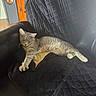 cat, gray_cat, tabby, stretching, relaxed, sleepy, black_leather_chair, black_blanket, quilted_blanket, indoor, home, furniture, speaker, wooden_cabinet, natural_light, pet, animal, cozy, resting, paw