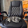 cat, gray_cat, sleeping, leather_chair, office_chair, indoor, wooden_floor, room, door, map, cushion, furniture, quiet, relaxing, pet, animal, cozy, resting, domestic, home