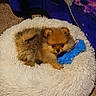 dog, puppy, pomeranian, bed, plush_bed, toy, blue_toy, fur, pet, indoor, carpet, blanket, brown_fur, cute, small_dog, animal, resting, cozy, fluffy, comfort