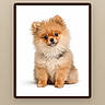 Theodore joined the competition — help win amazing prizes! dog, puppy, pomeranian, fluffy, cute, pet, animal, portrait, sitting, brown, white_background, small, furry, adorable, young, domestic_animal, canine, studio_shot, isolated, framed