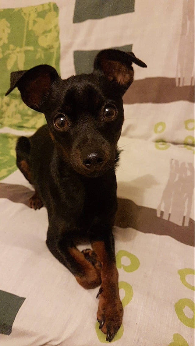 Oky participe au concours pour gagner de l'argent avec cette photo : borador, canidae, carnivore, collar, companion_dog, dog, dog_breed, fawn, fur, guard_dog, liver, non_sporting_group, sporting_group, street_dog, terrestrial_animal, toy_dog, whiskers, working_animal, working_dog