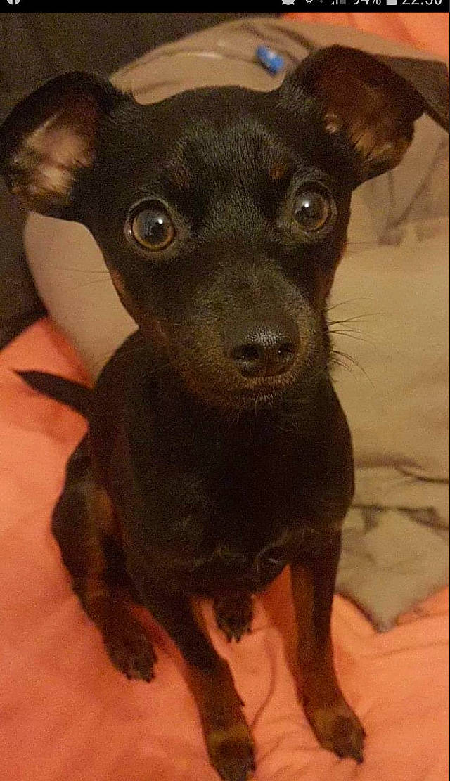 Oky participe au concours pour gagner de l'argent avec cette photo : carnivore, companion_dog, dog, dog_breed, fawn, fur, liver, pet_supply, snout, sporting_group, terrestrial_animal, toy_dog, whiskers, working_animal