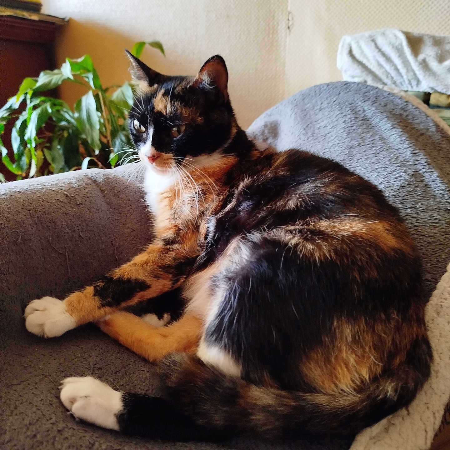 Mimi participe au concours pour gagner de l'argent avec cette photo : animal, calico_cat, cat, cozy, cute, domestic, fur, furniture, indoor, mammal, natural_light, paw, pet_bed, plant, relaxed, resting, side_view, soft_texture, tail, whiskers