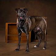 Duke is registered to the contest to win money with this photo: alert, animal, brown, canine, companion, cute, dog, domestic_animal, four_legs, friendly, fur, indoor, looking_away, mammal, pet, portrait, standing, studio, tongue_out, wooden_box