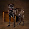 alert, animal, brown, canine, companion, cute, dog, domestic_animal, four_legs, friendly, fur, indoor, looking_away, mammal, pet, portrait, standing, studio, tongue_out, wooden_box