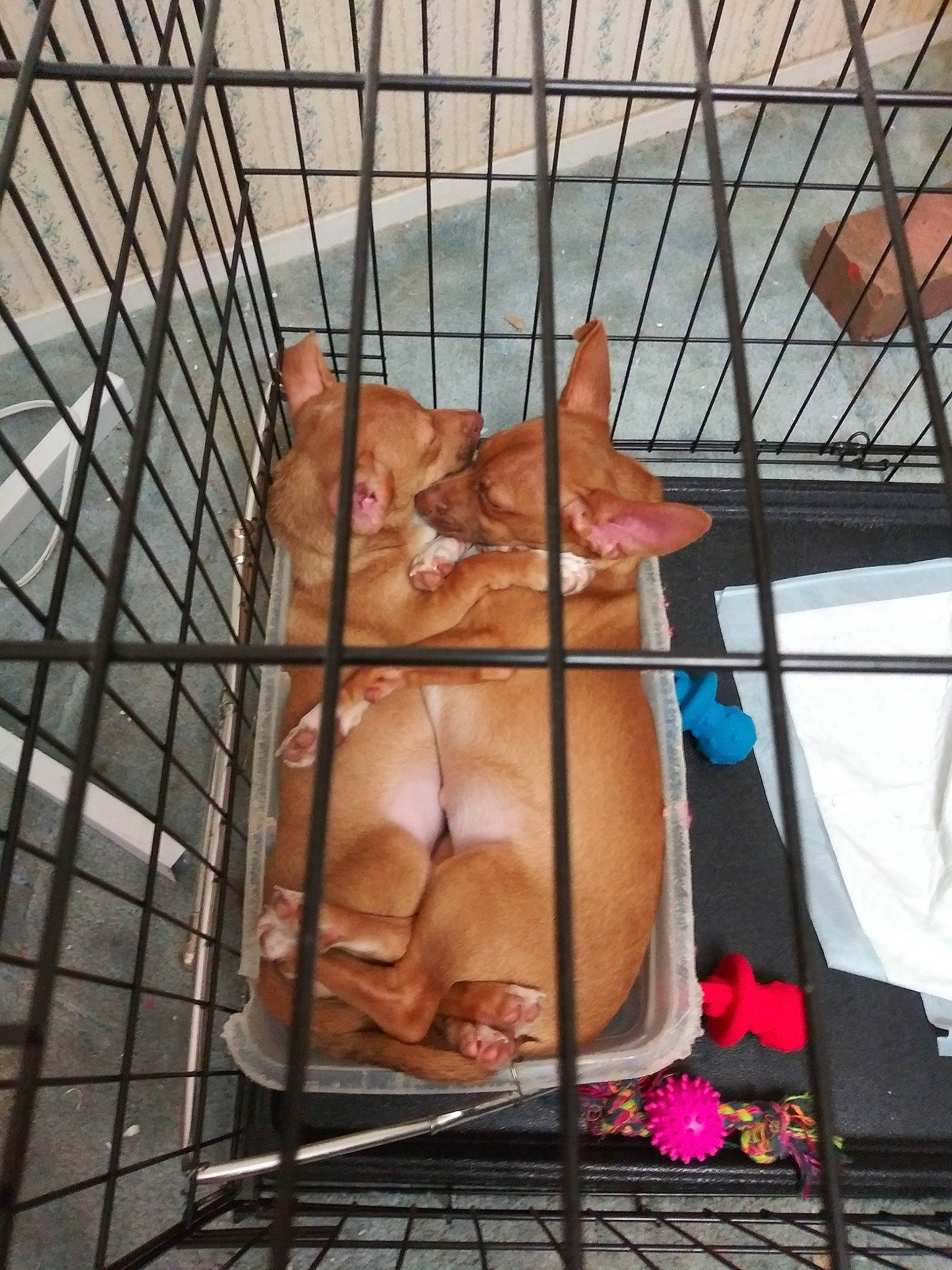 Jewels joined the competition — help win amazing prizes! animal_shelter, cage, canidae, carnivore, cat, dog_breed, event, fawn, felidae, fur, mammal, mesh, metal, pet_supply, service, small_to_medium_sized_cats, snout, tail, vertebrate, whiskers