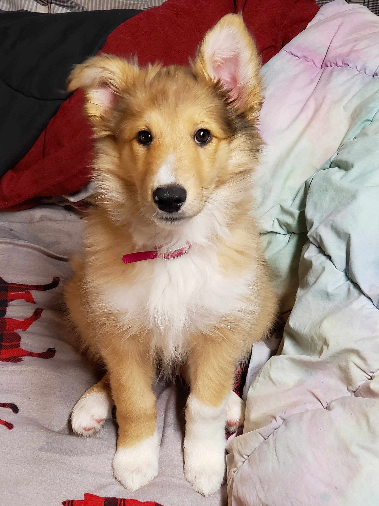 Lucy Lou