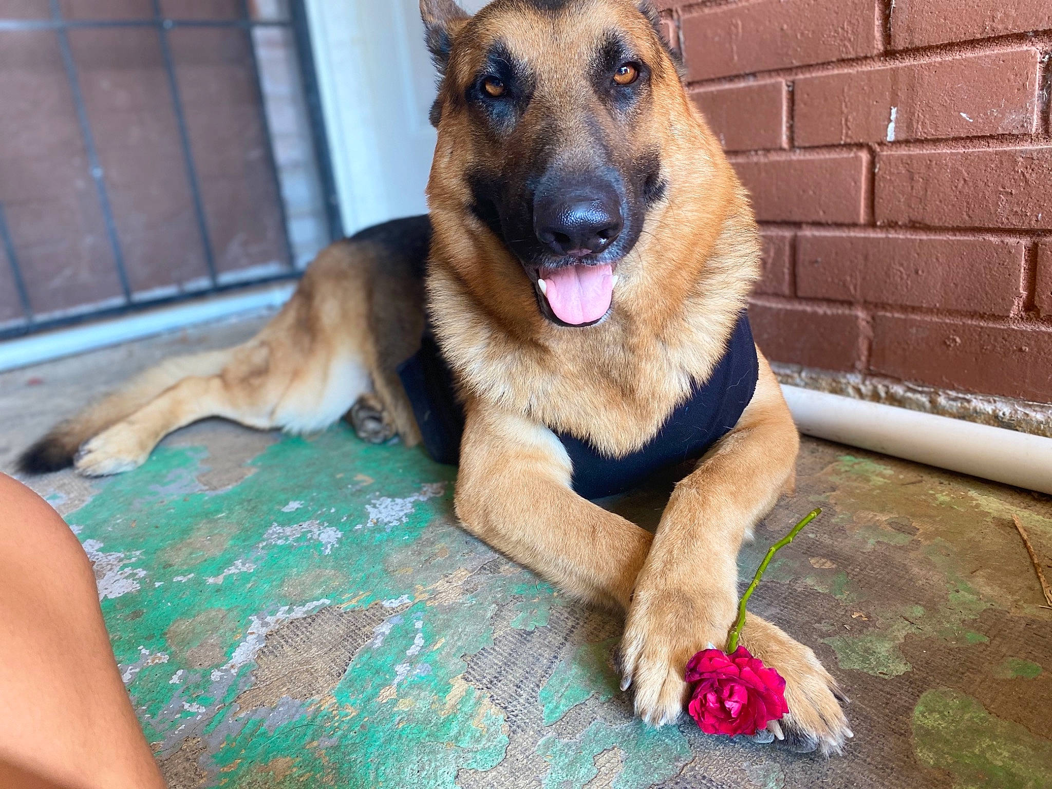 Lover is registered to the contest to win money with this photo: belgian_shepherd, belgian_shepherd_malinois, canidae, carnivore, dog, dog_breed, east_european_shepherd, fawn, german_shepherd_dog, king_shepherd, kunming_wolfdog, mammal, old_german_shepherd_dog, police_dog, snout, street_dog, vertebrate, working_dog