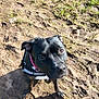 dog, black_dog, mud, muddy_paws, grass, outdoors, harness, collar, paw_prints, looking_up, portrait, sunlight, shadow, dirt, field, cute, canine, short_coat, ears, nose