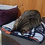 cat, tabby_cat, blanket, cushion, wood_paneling, folded_blanket, indoor, resting, cozy, pet, fur, sleeping, feline, table, paper, glass, soft_texture, home, relaxation, domestic