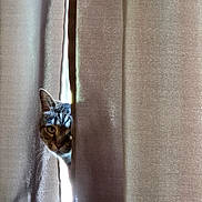 Allie is registered to the contest to win money with this photo: cat, tabby, curious, peeking, curtain, indoor, whiskers, light, shadow, beige, playful, animal, pet, face, closeup, feline, cozy, window, soft, texture