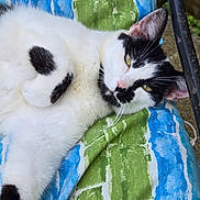 Ninja is registered to the contest to win money with this photo: cat, black_and_white, feline, pet, animal, resting, blanket, striped_pattern, outdoor, relaxed, fur, whiskers, ear, paw, closeup, laying_down, yellow_eyes, pink_nose, soft_texture, daylight