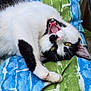 Ninja is registered to the contest to win money with this photo: cat, black_and_white, feline, pet, animal, yawning, mouth_open, yellow_eyes, fur, whiskers, cushion, blue, green, patterned, outdoor, relaxed, paw, close_up, resting, playful