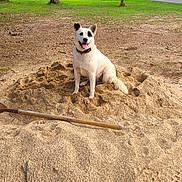 Harley is registered to the contest to win money with this photo: dog, white_dog, sand, shovel, park, green_grass, trees, outdoor, happy_dog, pet, animal, excavation, playful, earth, nature, canine, tongue_out, sitting, daylight, smiling