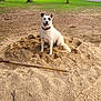 dog, white_dog, sand, shovel, park, green_grass, trees, outdoor, happy_dog, pet, animal, excavation, playful, earth, nature, canine, tongue_out, sitting, daylight, smiling