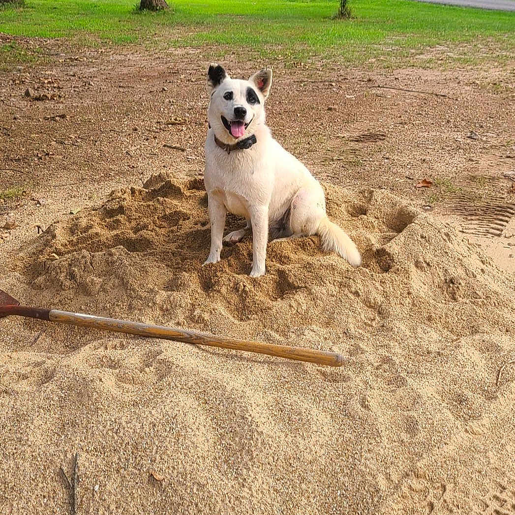 Harley is registered to the contest to win money with this photo: animal, canine, daylight, dog, earth, excavation, green_grass, happy_dog, nature, outdoor, park, pet, playful, sand, shovel, sitting, smiling, tongue_out, trees, white_dog