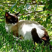 Chipie a rejoint le concours — aidez-le/la à gagner de superbes lots ! cat, siamese_cat, grass, leafy_bush, sunlight, outdoor, animal, pet, relaxing, nature, feline, whiskers, ears, tail, greenery, shade, domestic_cat, mammal, resting, daylight