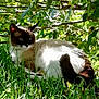 cat, siamese_cat, grass, leafy_bush, sunlight, outdoor, animal, pet, relaxing, nature, feline, whiskers, ears, tail, greenery, shade, domestic_cat, mammal, resting, daylight