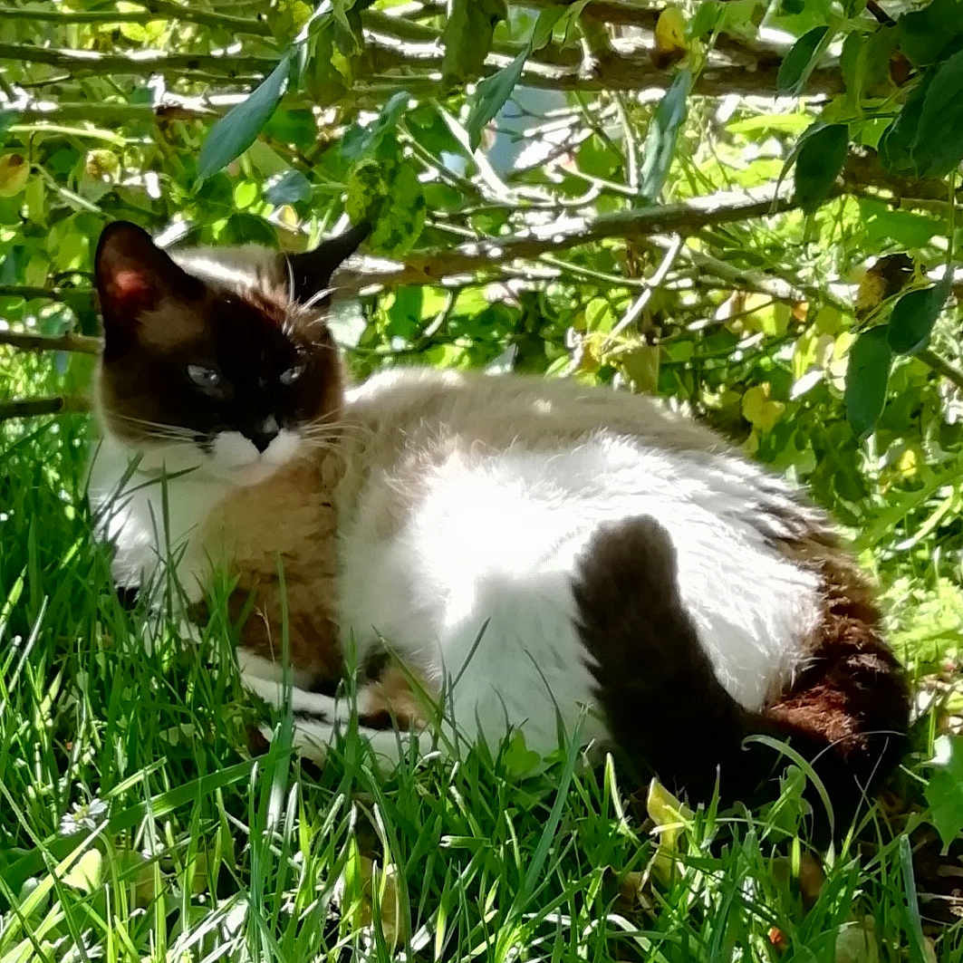 Chipie a rejoint le concours — aidez-le/la à gagner de superbes lots ! animal, cat, daylight, domestic_cat, ears, feline, grass, greenery, leafy_bush, mammal, nature, outdoor, pet, relaxing, resting, shade, siamese_cat, sunlight, tail, whiskers