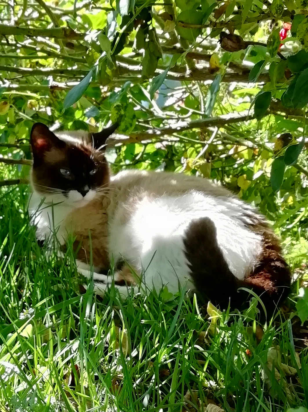Chipie a rejoint le concours — aidez-le/la à gagner de superbes lots ! cat, siamese_cat, grass, leafy_bush, sunlight, outdoor, animal, pet, relaxing, nature, feline, whiskers, ears, tail, greenery, shade, domestic_cat, mammal, resting, daylight