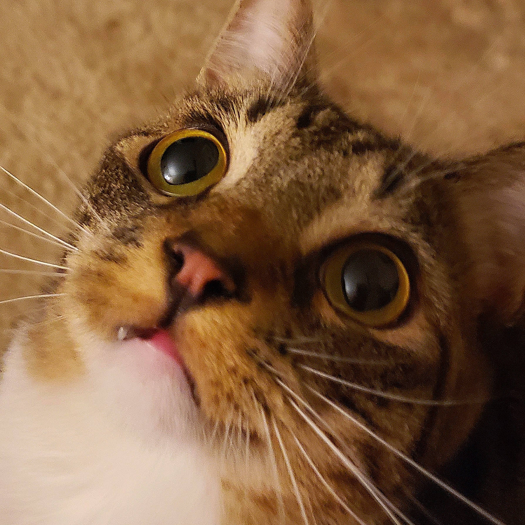 Teddley joined the competition — help win amazing prizes! aegean_cat, american_wirehair, asian, carnivore, cat, close_up, domestic_short_haired_cat, european_shorthair, eye, felidae, fur, mammal, nose, organ, photography, singapura, small_to_medium_sized_cats, snout, tabby_cat, whiskers