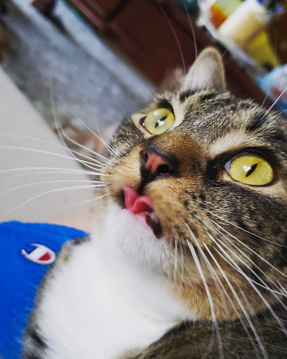 Teddley is registered to the contest to win money with this photo: aegean_cat, american_shorthair, american_wirehair, asian, carnivore, cat, close_up, domestic_short_haired_cat, dragon_li, european_shorthair, eye, felidae, fur, kitten, mammal, nose, small_to_medium_sized_cats, snout, tabby_cat, whiskers