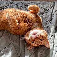 Poppy is registered to the contest to win money with this photo: cat, orange_cat, tabby, pet, feline, cute, relaxed, upside_down, whiskers, bed, blanket, quilted, sunlight, fur, indoor, cozy, sleepy, paw, closeup, animal